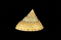 藏品(臺灣鐘螺)的圖片